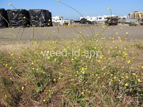 mustard, shortpod